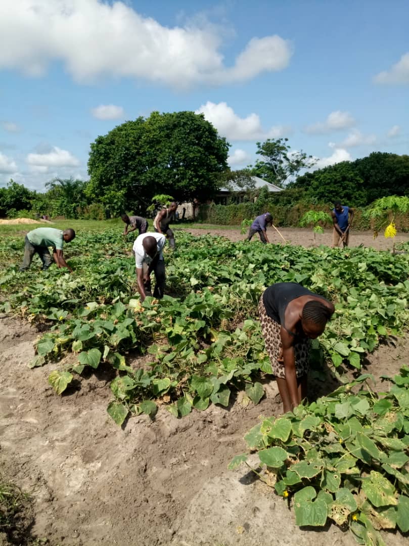 Desarrollo agrario en Bon Secours, Mbandaka, para garantizar la seguridad alimentaria de 25 familias. Fase 1ª